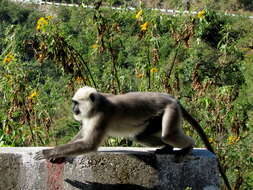 Image of Central Himalayan Langur