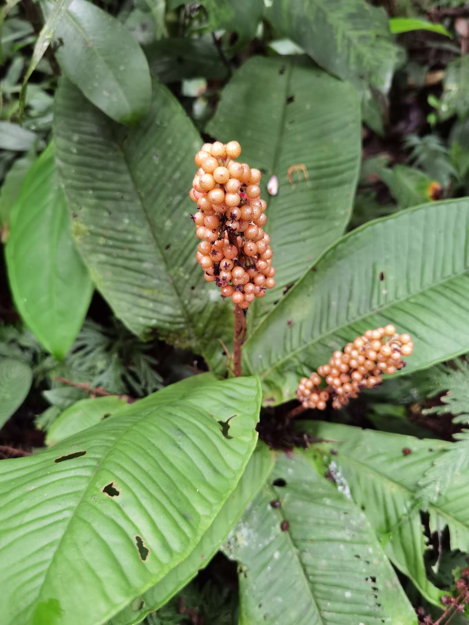 Plancia ëd Ardisia