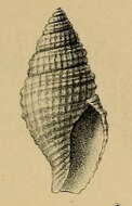 Image of Taranidaphne amphitrites (Melvill & Standen 1903)