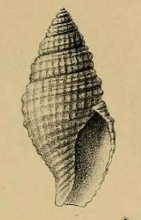 Image of Taranidaphne amphitrites (Melvill & Standen 1903)
