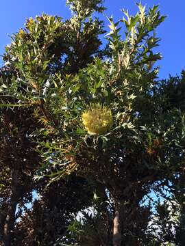 Image of Banksia hirta A. R. Mast & K. R. Thiele