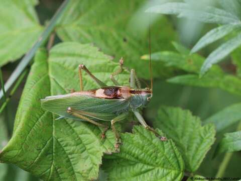 Image of upland green bush-cricket