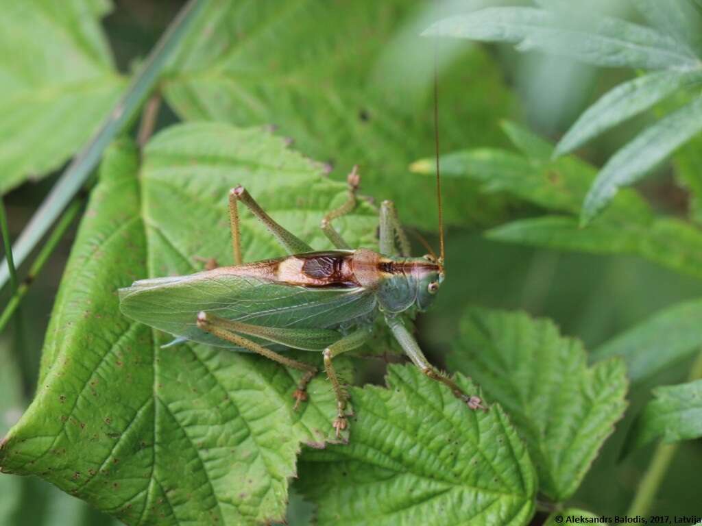 Image of upland green bush-cricket