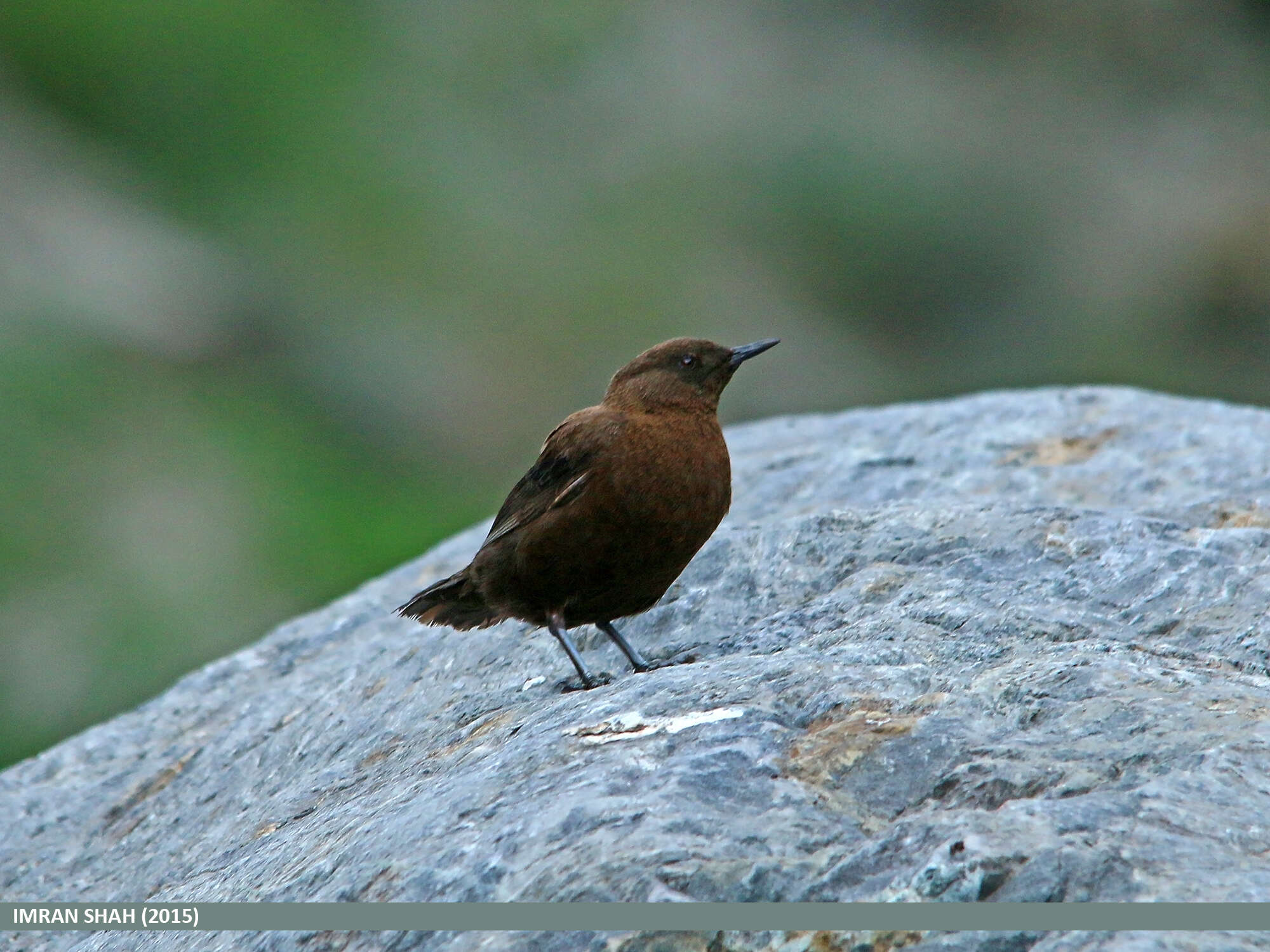 Image of Brown Dipper