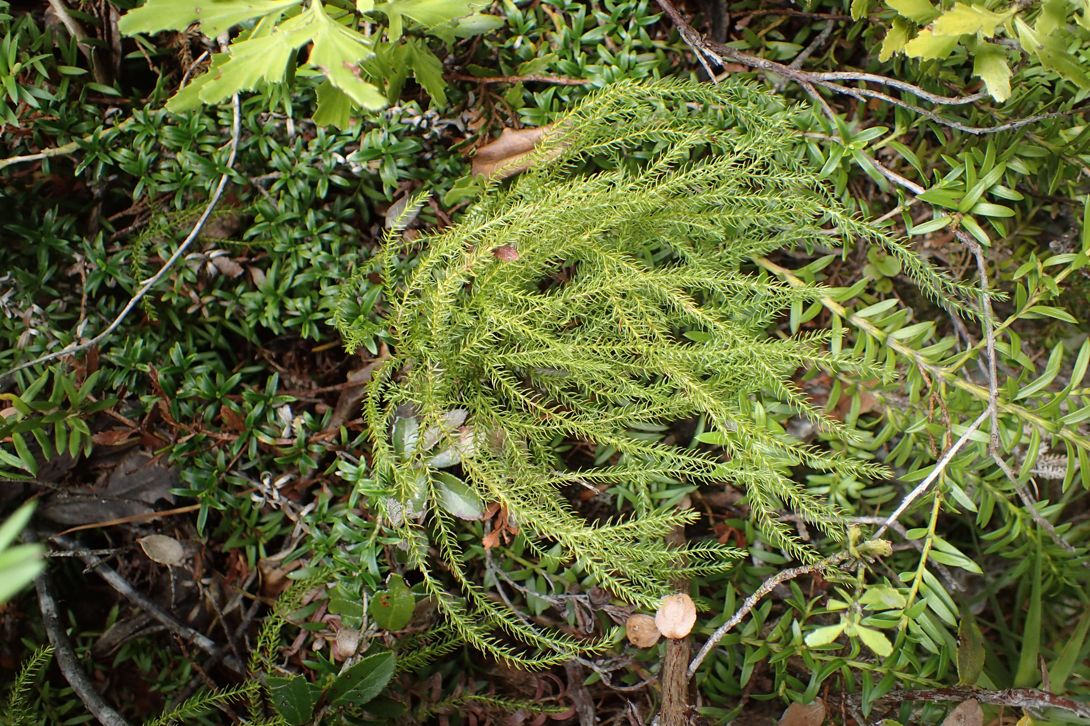 Image of Austrolycopodium fastigiatum (R. Br.) Holub