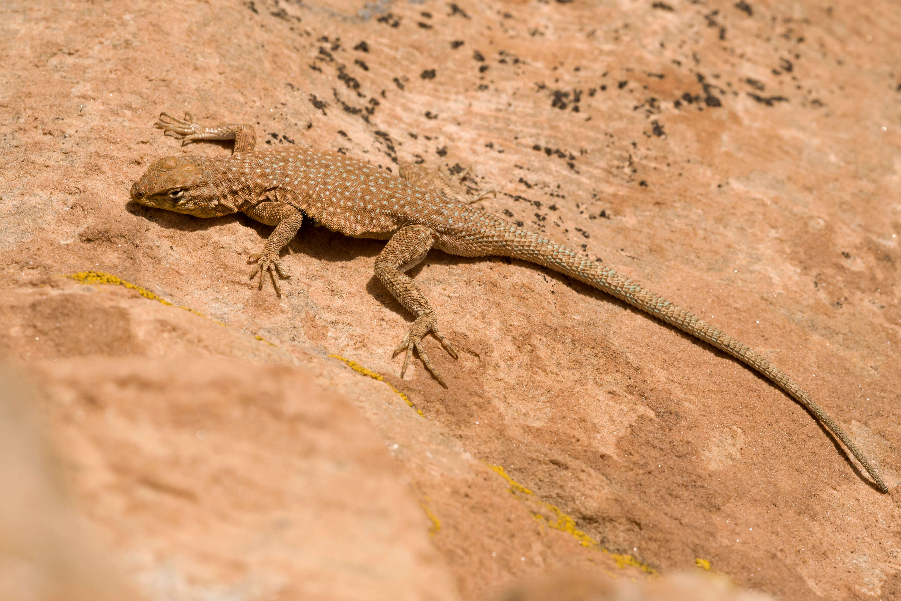 Image of common side-blotched lizard