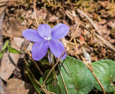 Image of common dog-violet