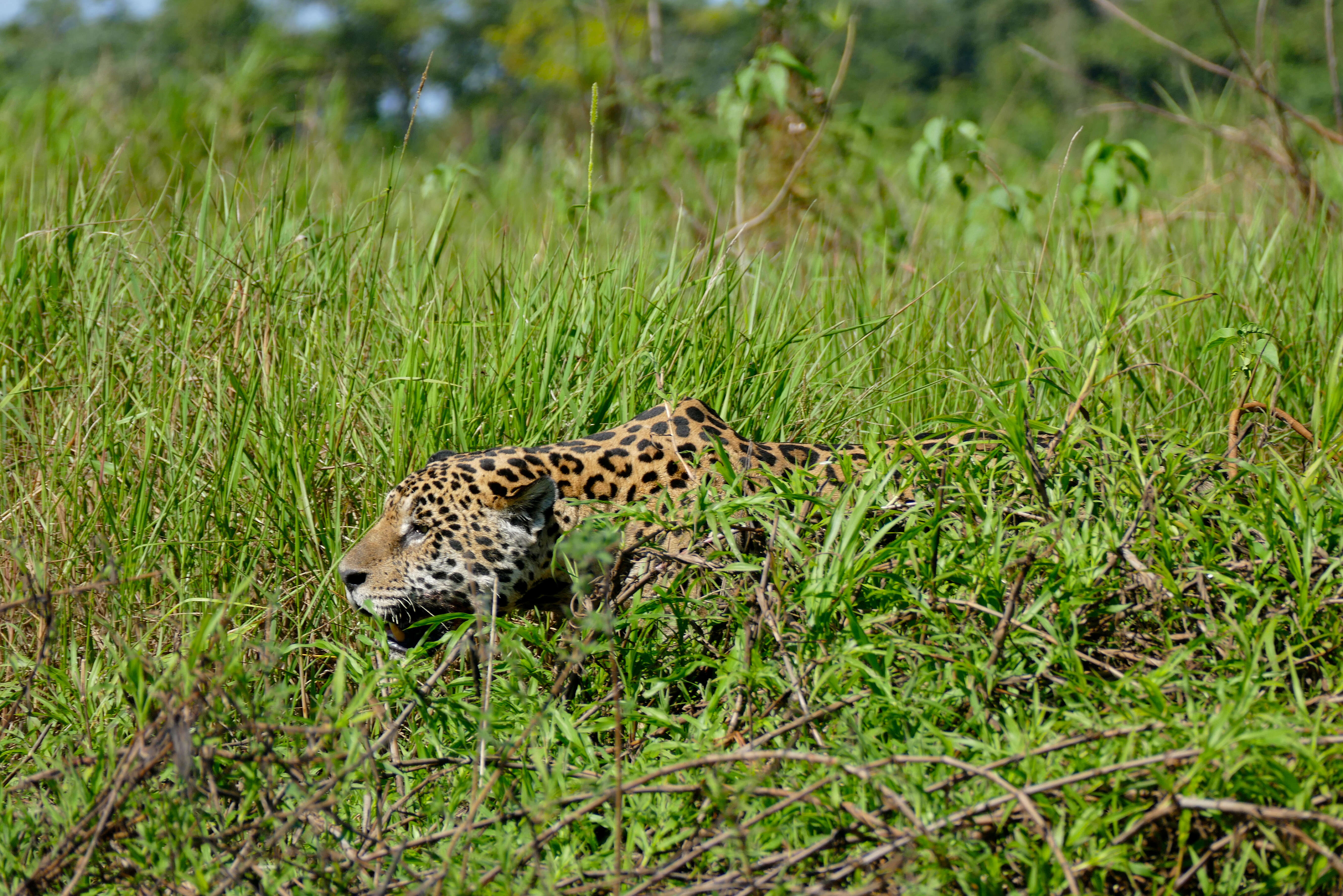 Image of Panthera onca palustris (Ameghino 1888)