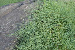 Image of Ephedra monosperma J. G. Gmel. ex C. A. Mey.