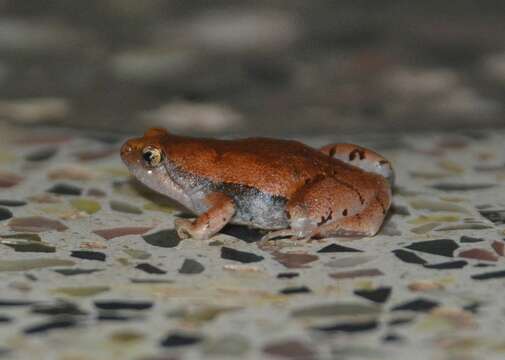 Image of Jerdon’s narrow-mouthed frog