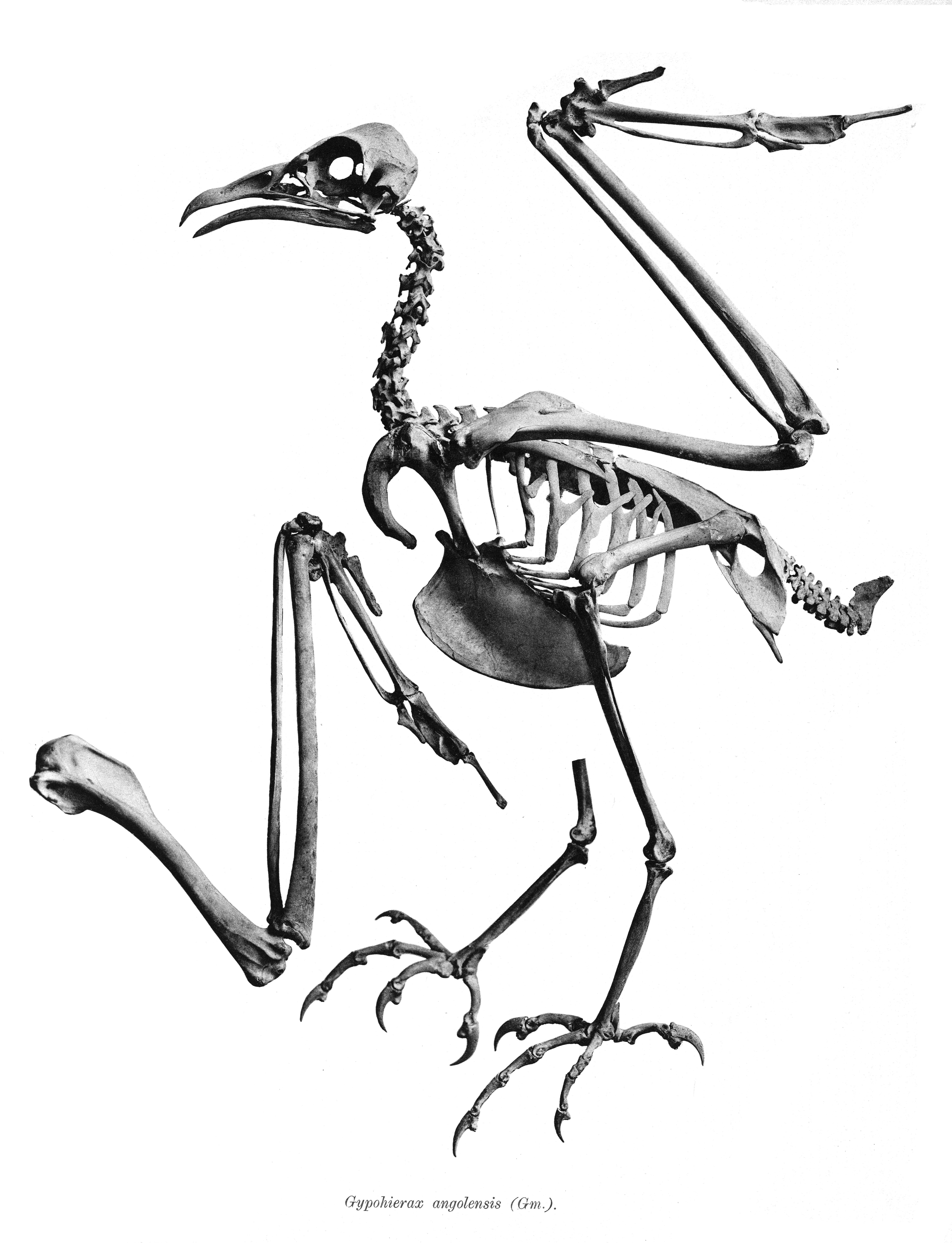 Image of Gypohierax Rüppell 1836