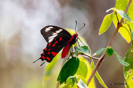 Image of Pachliopta hector (Linnaeus 1758)