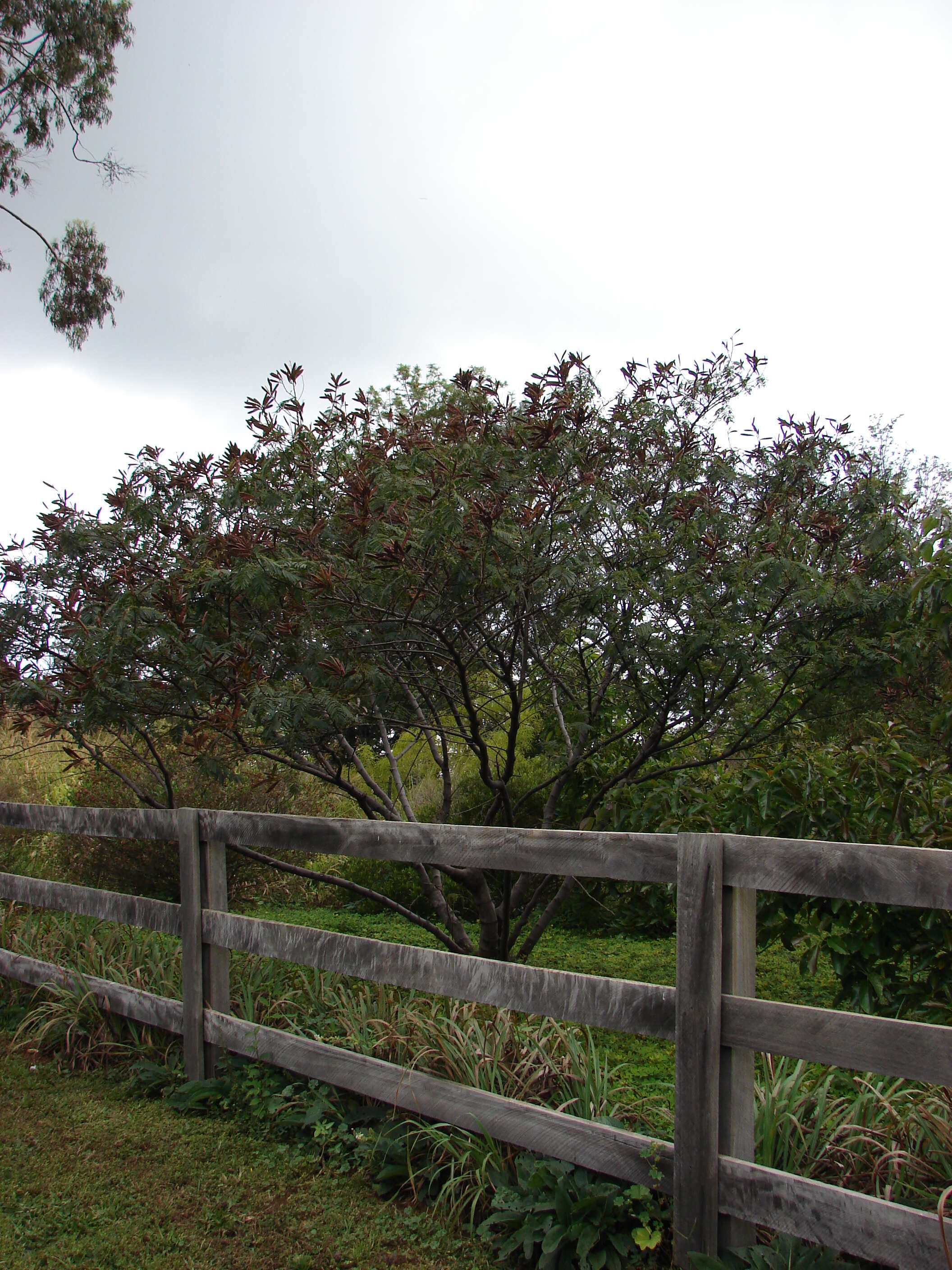 Image de Calliandra houstoniana (Mill.) Standl.