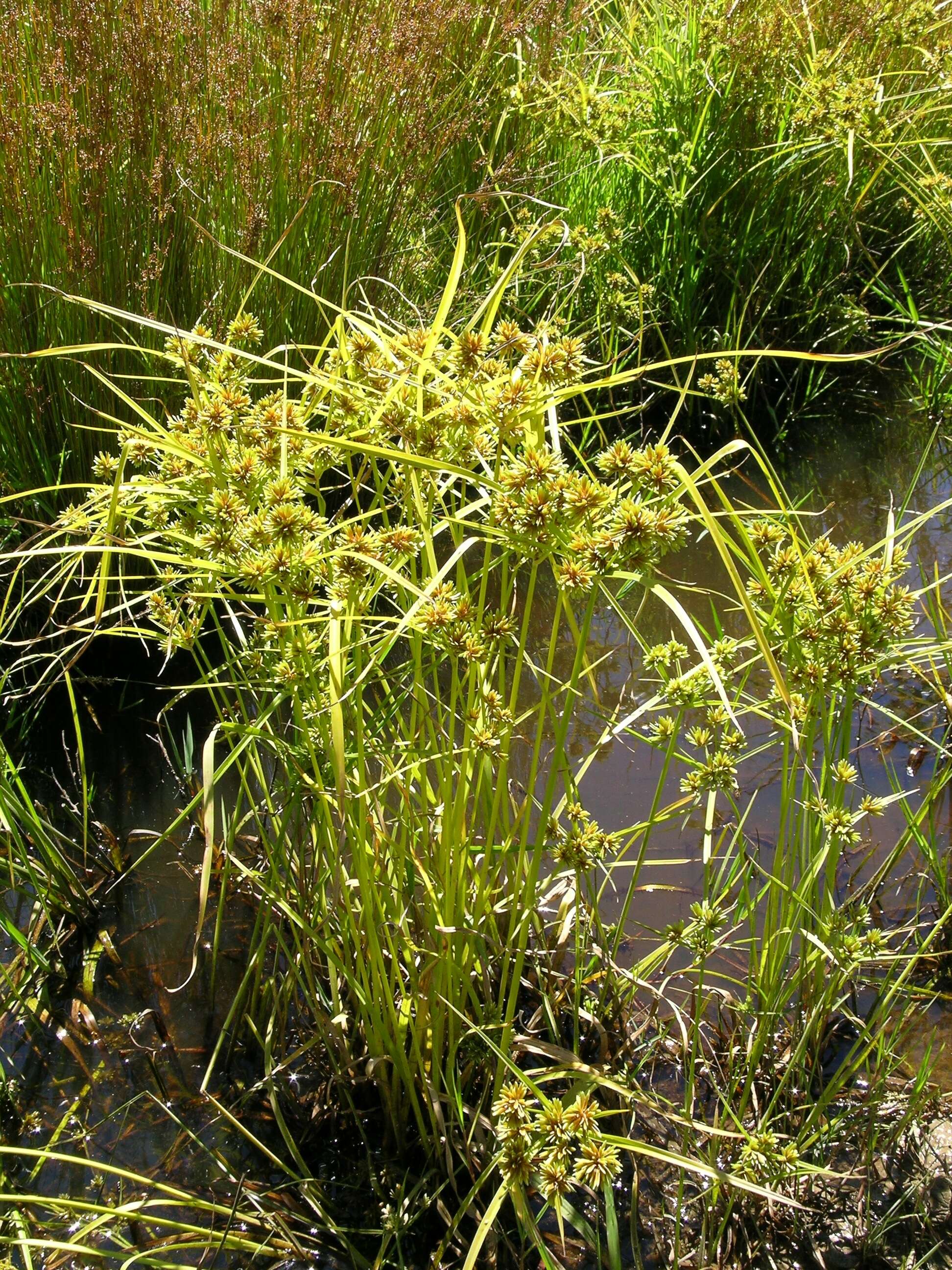 Image of Tall flatsedge