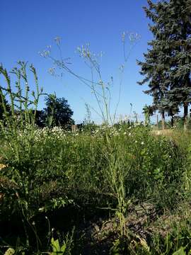 Image of smallflower hawksbeard