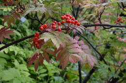 Image of Japanese Rowan