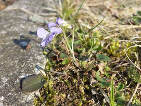 Image of teesdale violet