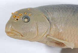 Image of Bluehead Chub