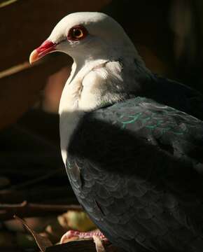 Image of White-headed Pigeon