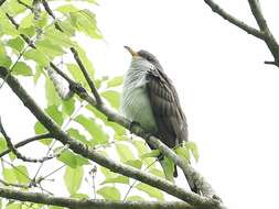 Image of Pearly-breasted Cuckoo