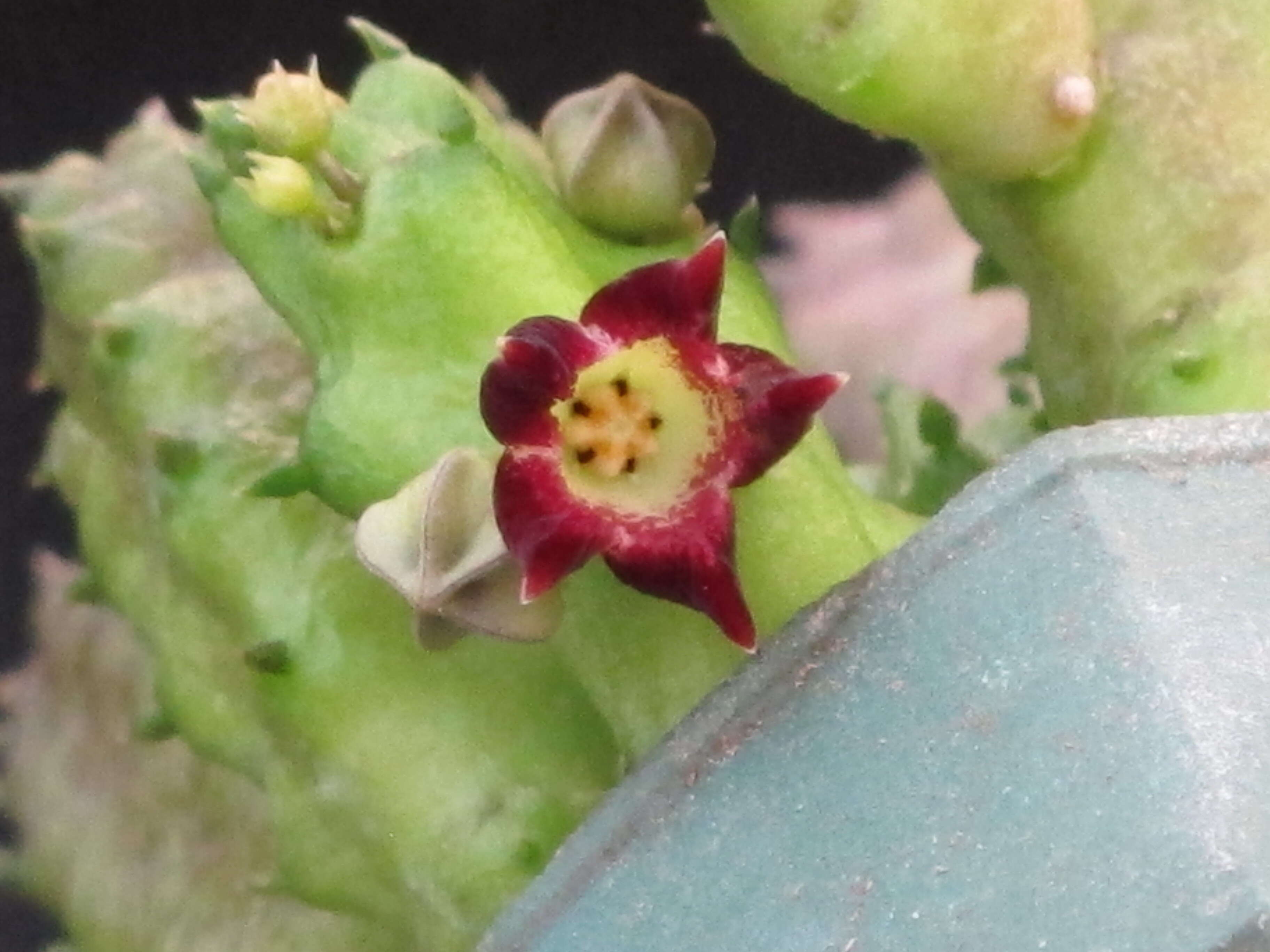 Image de Ceropegia lophophora (Bruyns) Bruyns