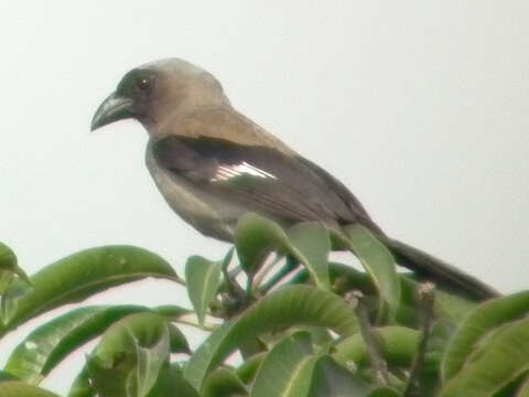 Image of Grey Treepie