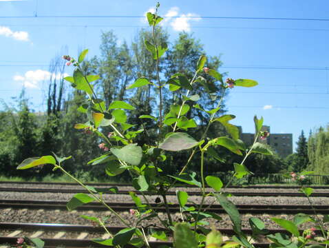 Image of common snowberry