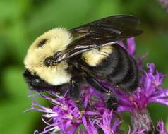 Image of Brown-belted Bumblebee