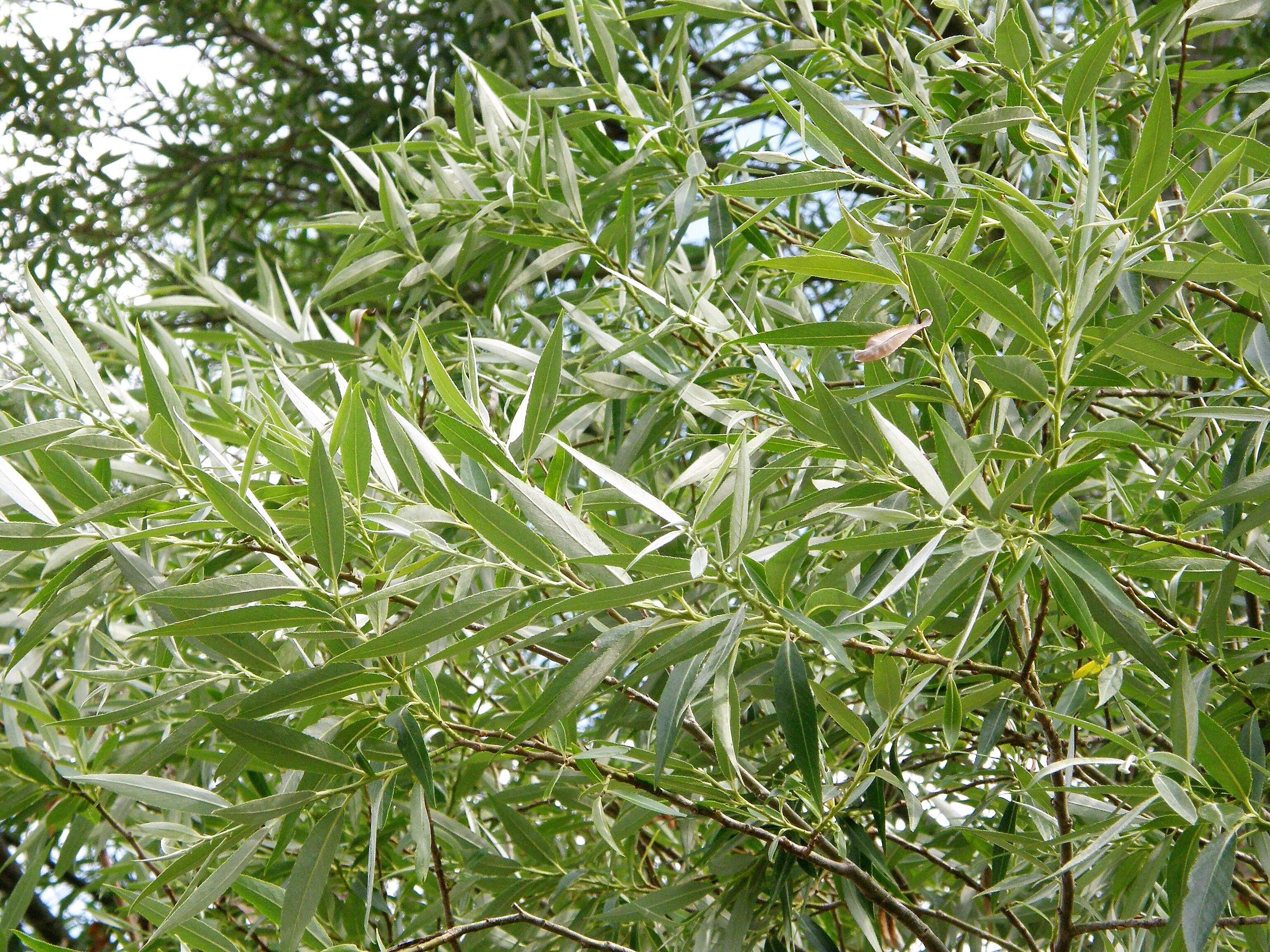 Image of White Willow