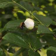 Imagem de Stewartia pseudocamellia Maxim.