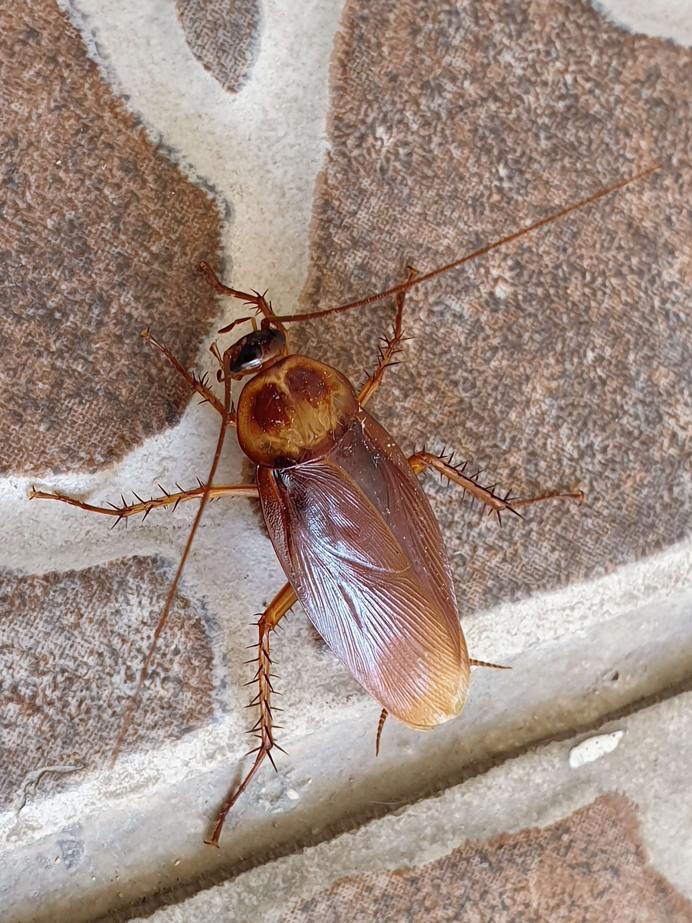 Image of american cockroach, ship cockroach