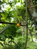 Image of Pothos scandens L.