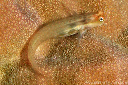 Image of Great Barrier Reef Blenny