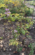 Image of Thalictrum rochebruneanum