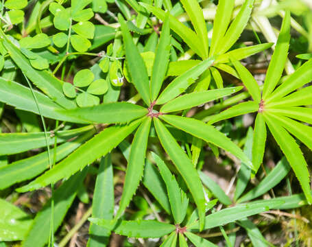 Image of Stinking Hellebore