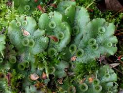 Image of common liverwort