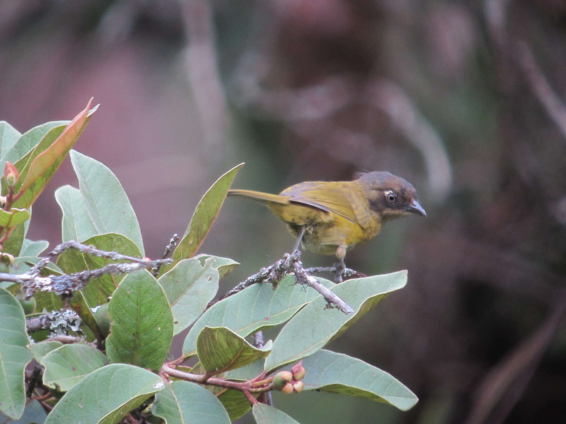 Image of Common Bush Tanager