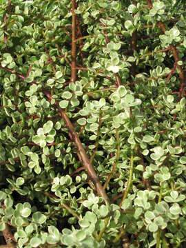 Image of portulacaria