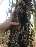 Image of Black Witches' Butter