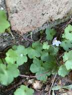 Image of Ivy-leaved Toadflax