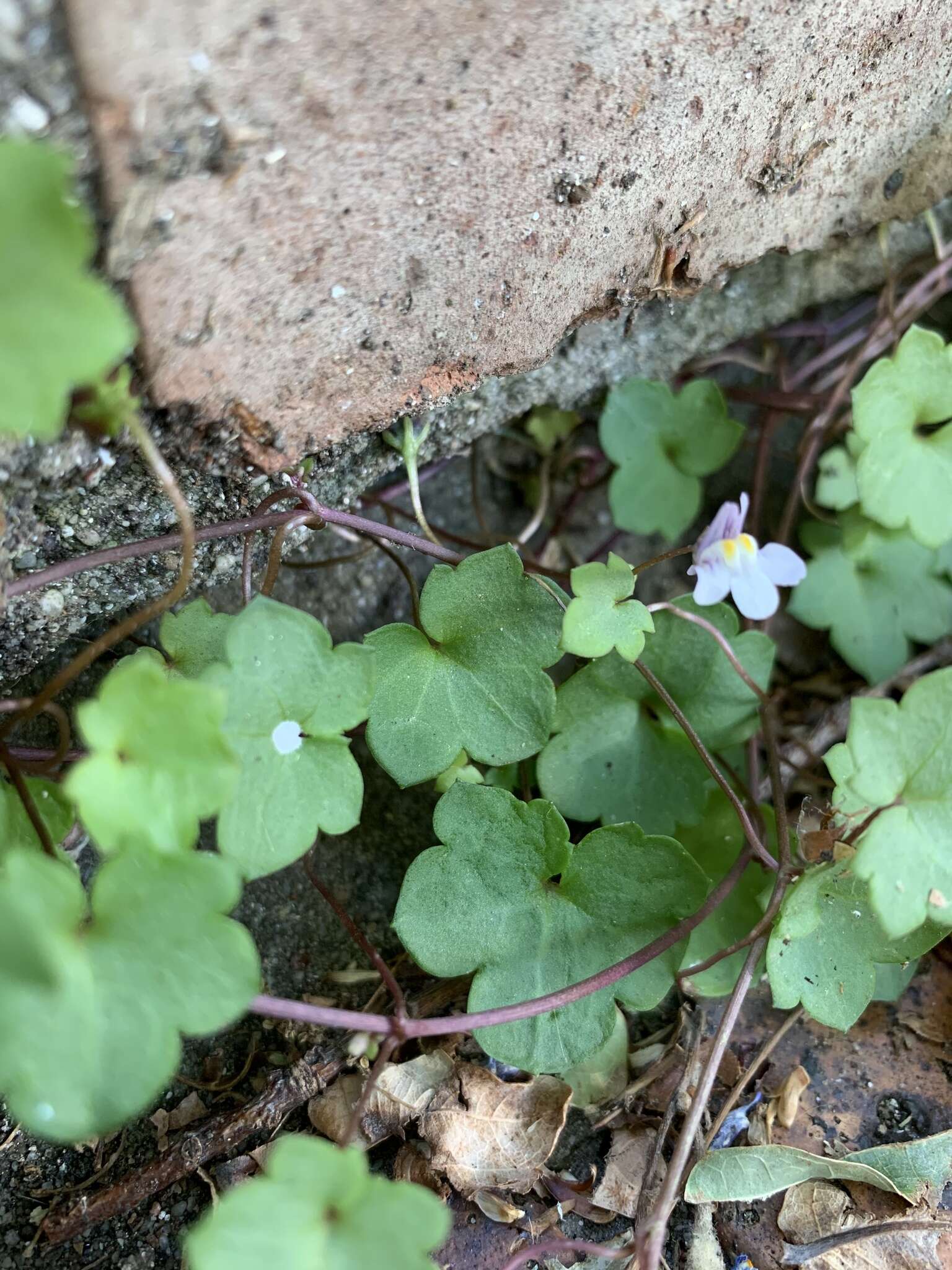 Image of Ivy-leaved Toadflax