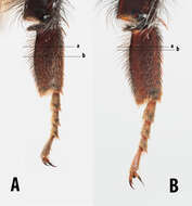 Image of Bombus monticola Smith 1849