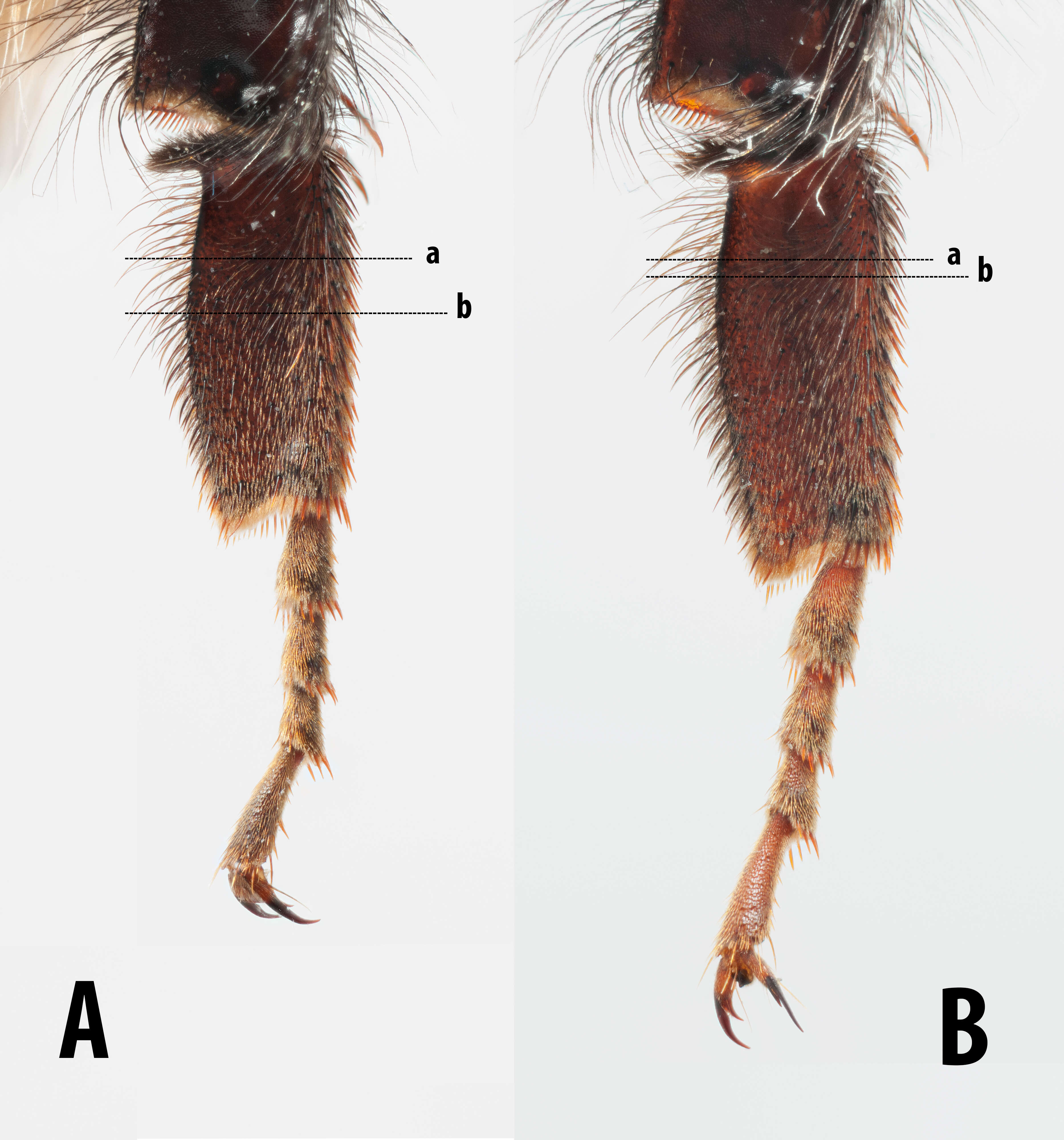 Image of Bombus monticola Smith 1849