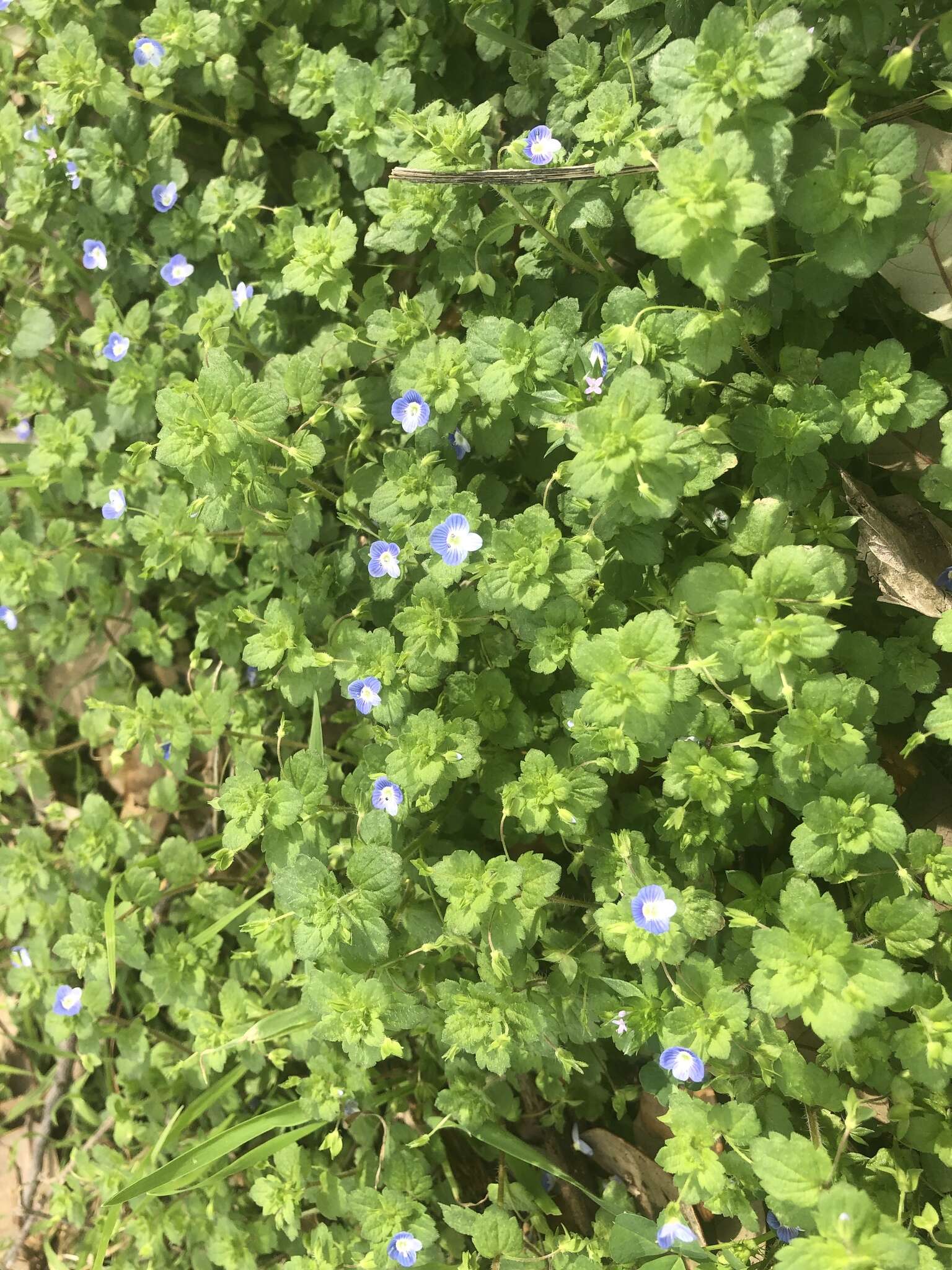 Image of birdeye speedwell