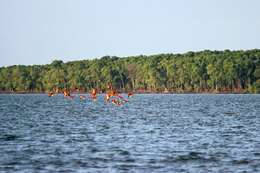 Image of Scarlet Ibis