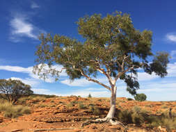 Image of Corymbia aparrerinja K. D. Hill & L. A. S. Johnson