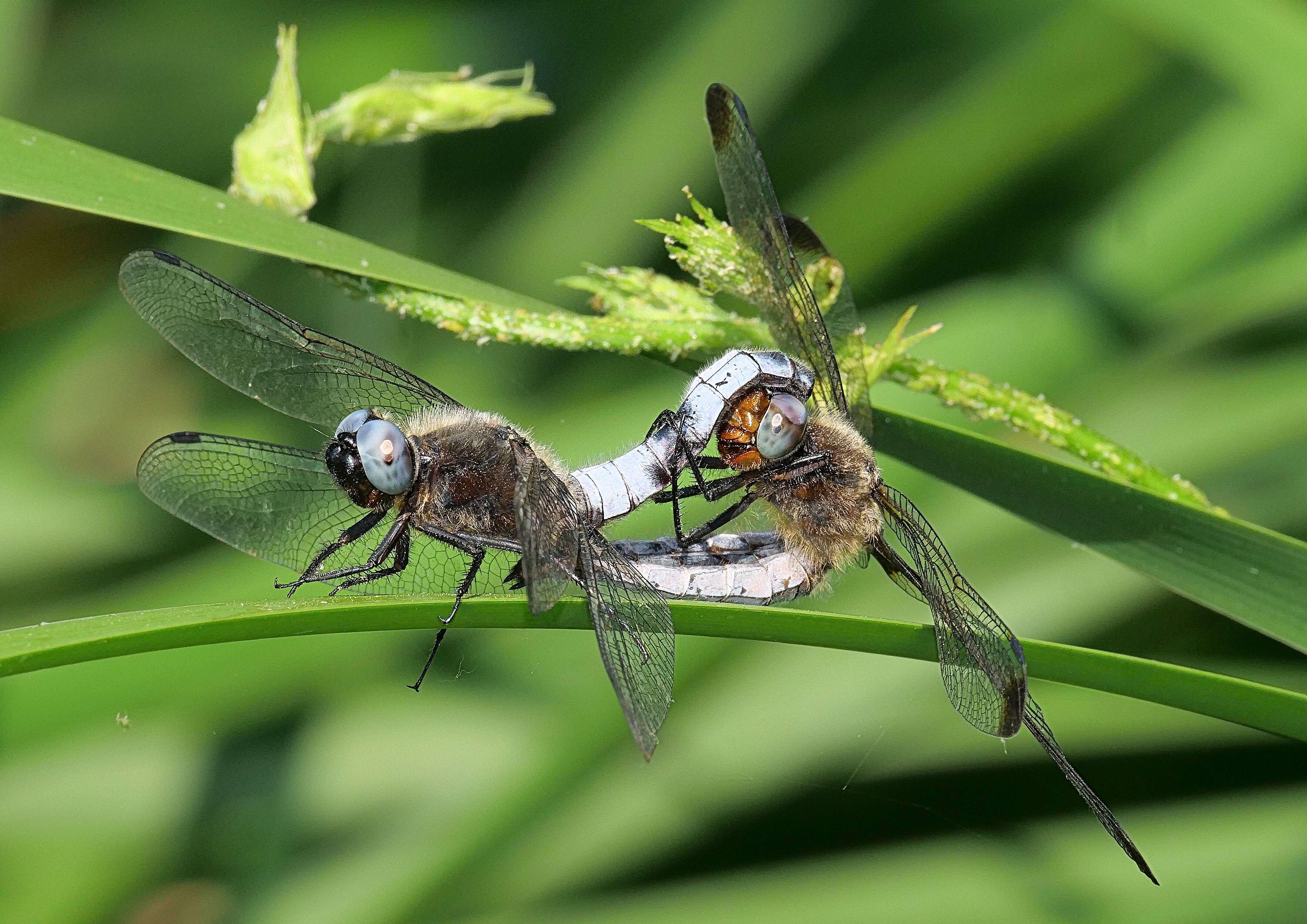 Image of Blue Chaser