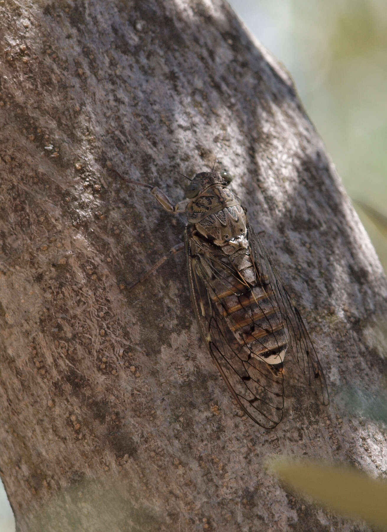 Sivun Cicada barbara (Stal 1866) kuva