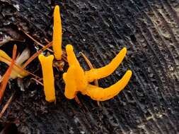 Image of Calocera viscosa (Pers.) Fr. 1821