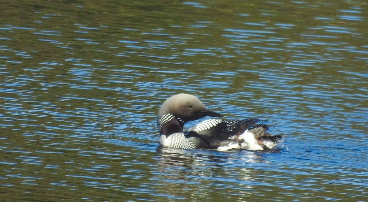 Image of Arctic Loon